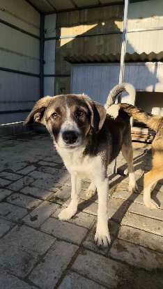 Adopter Hindia