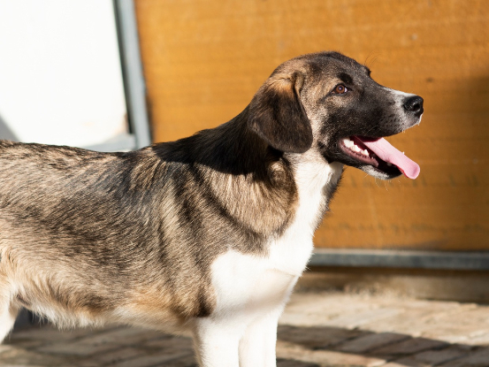 Adopter Hipo
