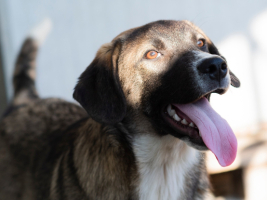 Adopter  chien : Hipo