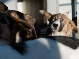 Adopter  chien : Hizia