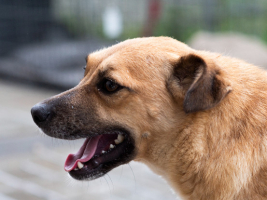 Adopter  chien : Hoa