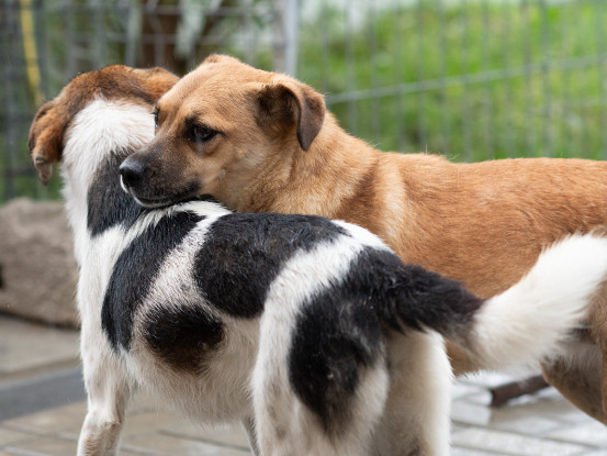Adopter Hoa