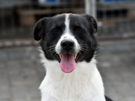 Adopter  chien : Hope