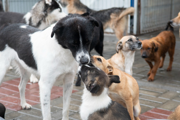 Adopter Hope