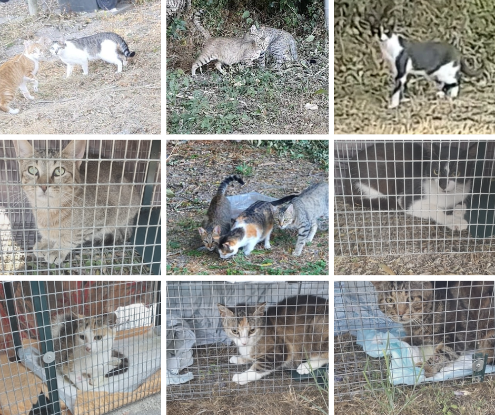 Cagnotte Urgence Aide Animaux