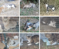 Cagnotte Urgence Aide Animaux