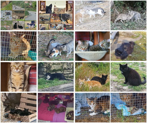 Image Cagnotte Urgence Aide Animaux