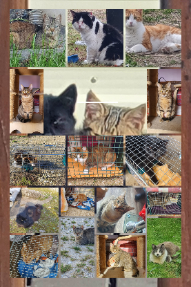 Image Cagnotte Urgence Aide Animaux
