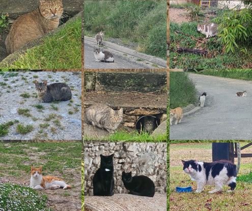 Cagnotte Urgence Aide Animaux