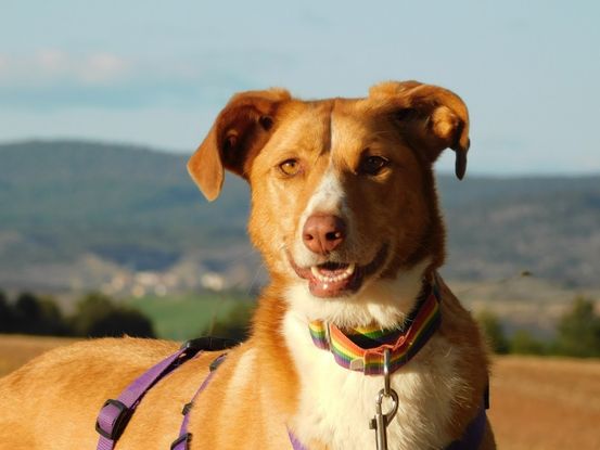 Adopter et sauver Chien