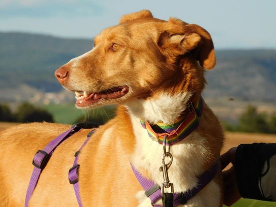 Adopter et sauver Chien