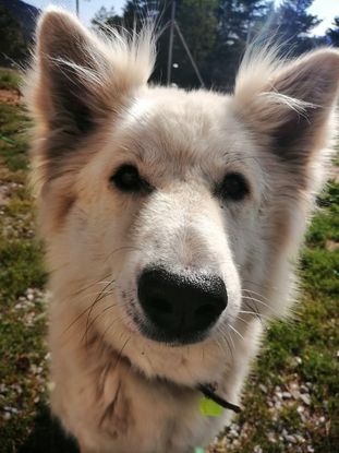 Adopter Inouk