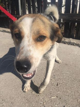 Adopter et sauver Chien