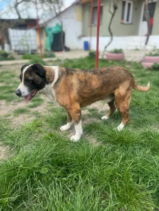 Adoption Brutus