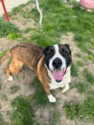 Adopter Brutus