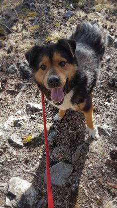 Adopter Sheriff