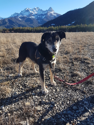 Adopter Fiona