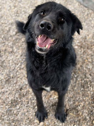 Adopter Nash