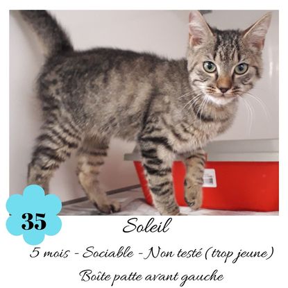 Adopter Et Sauver Adoptes Adopter Et Sauver Adoptes