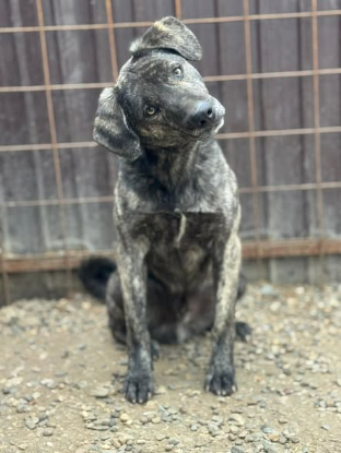 Adopter Léonard