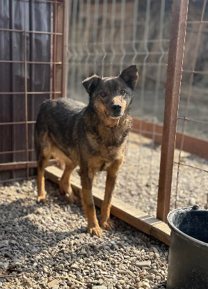 Adoption Kimi