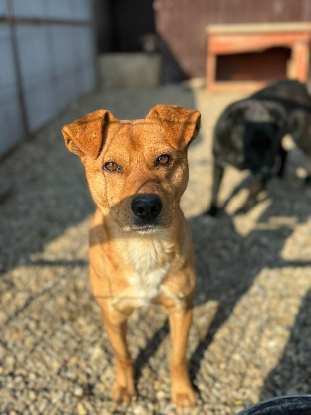 Adoption Jackpot