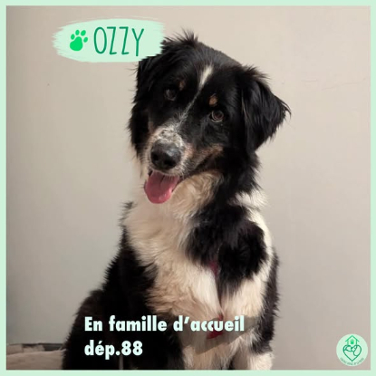 Adopter Ozzy