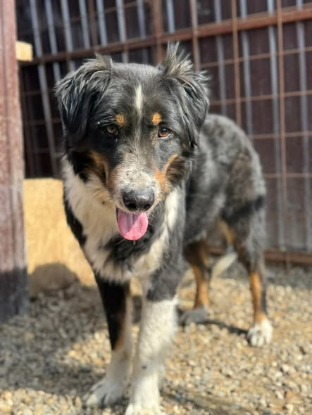 Adoption Ozzy