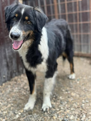 Adopter Ozzy
