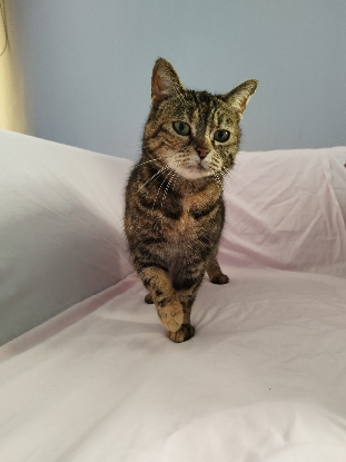 Adopter Iris