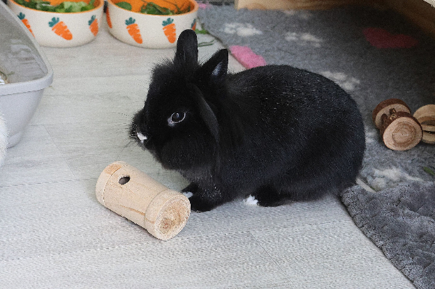 Adoption Onyx & oréo