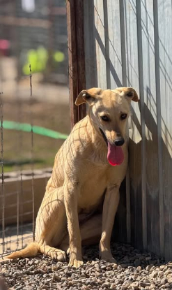 Adoption Fenta
