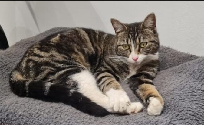 Adopter Rhéa