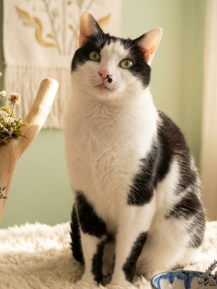 Adopter Wilo