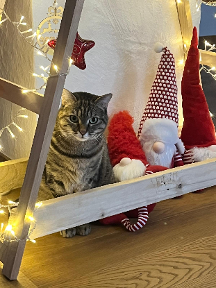 Adopter Ziva
