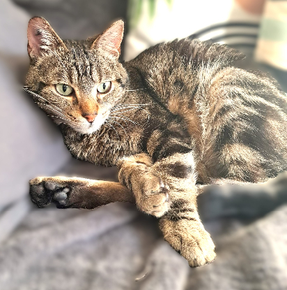 Adopter Néo