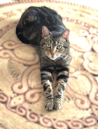 Adopter Néo