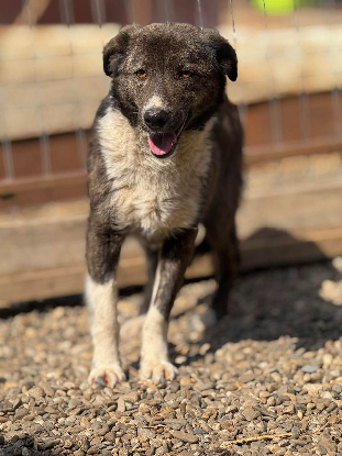 Adoption Filoute