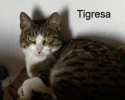 Tigresa