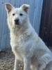 Leika