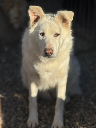 Adopter Leika