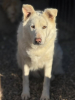 Leika