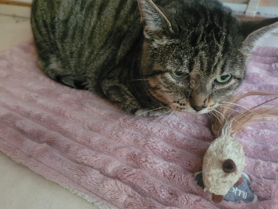 Adopter Vasco