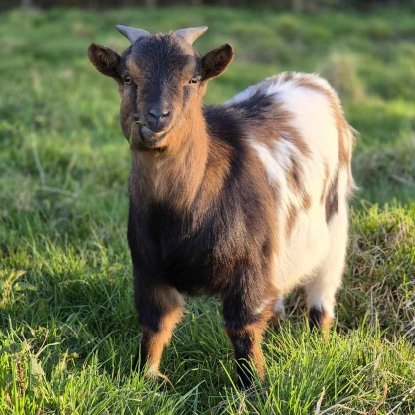 Adopter Augustin blancheline et odéon
