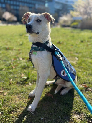 Adopter Moon