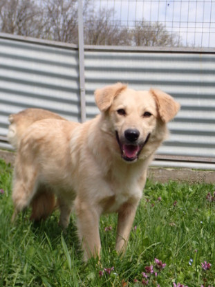 Adoption Popsy