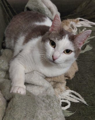 Adoption Luttie