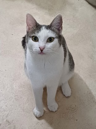 Adopter Luttie