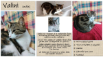 Valini