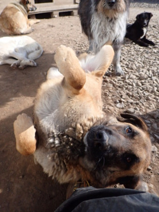 Adopter Ludwig